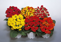 ������������ ��������� (Calceolaria hybrida) Dainty F1 Mix, 5 �����