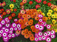 ����������� ���������������� (Dorotheanthus bellidiformis) Mixed, 0,1 �