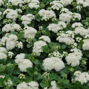 �������� ������������ (Ageratum mexicanum) Aloha white, 10 �����