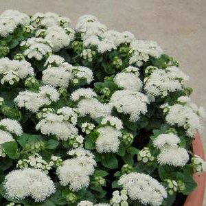 �������� ������������ (Ageratum mexicanum) Aloha white, 10 �����