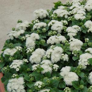 �������� ������������ (Ageratum mexicanum) Aloha white, 10 �����