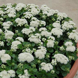 �������� ������������ (Ageratum mexicanum) Aloha white, 10 �����