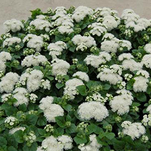 �������� ������������ (Ageratum mexicanum) Aloha white, 10 �����