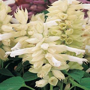 ������� ��������� (Salvia splendens) Vista White, 10 �����