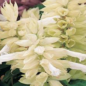 ������� ��������� (Salvia splendens) Vista White, 10 �����