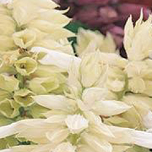 ������� ��������� (Salvia splendens) Vista White, 10 �����