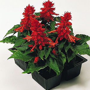 ������� ��������� (Salvia splendens) Cover Girl, 10 ��. �����