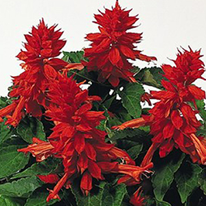 ������� ��������� (Salvia splendens) Cover Girl, 10 ��. �����