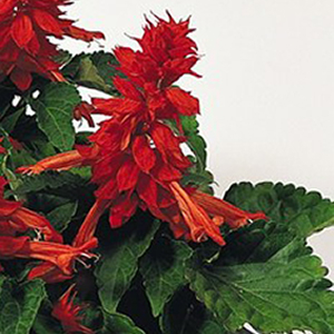 ������� ��������� (Salvia splendens) Cover Girl, 10 ��. �����