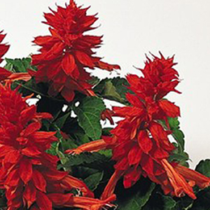 ������� ��������� (Salvia splendens) Cover Girl, 10 ��. �����