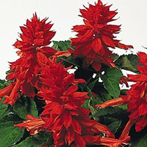������� ��������� (Salvia splendens) Cover Girl, 10 ��. �����