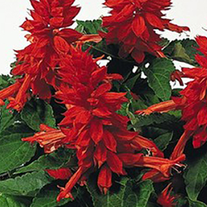 ������� ��������� (Salvia splendens) Cover Girl, 10 ��. �����