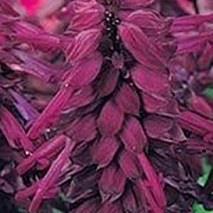 ������� ��������� (Salvia splendens) Vista Purple, 10 �����