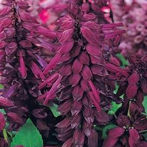 ������� ��������� (Salvia splendens) Vista Purple, 10 �����
