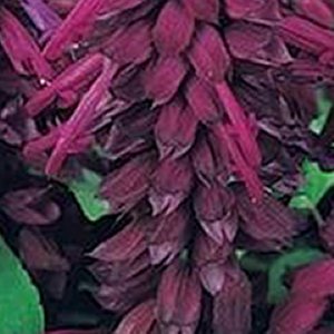 ������� ��������� (Salvia splendens) Vista Purple, 10 �����