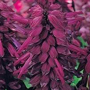 ������� ��������� (Salvia splendens) Vista Purple, 10 �����