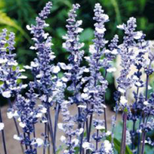 ������� ��������� (Salvia farinacea) Fairy Queen, 5 ��. �����