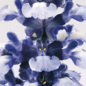 ������� ��������� (Salvia farinacea) Fairy Queen, 5 ��. �����