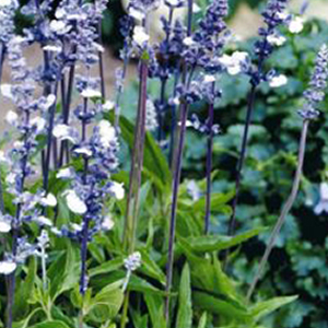 ������� ��������� (Salvia farinacea) Fairy Queen, 5 ��. �����