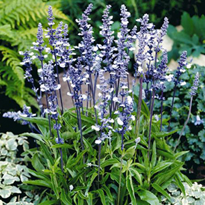 ������� ��������� (Salvia farinacea) Fairy Queen, 5 ��. �����