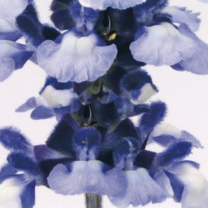 ������� ��������� (Salvia farinacea) Fairy Queen, 5 ��. �����