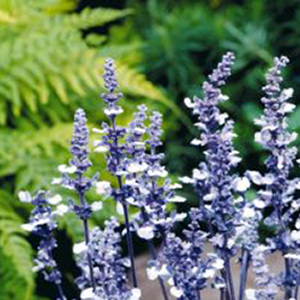 ������� ��������� (Salvia farinacea) Fairy Queen, 5 ��. �����