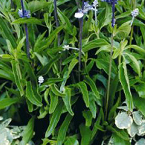 ������� ��������� (Salvia farinacea) Fairy Queen, 5 ��. �����