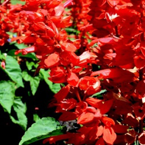 ������� ��������� (Salvia splendens) Flare, 10 ��. �����
