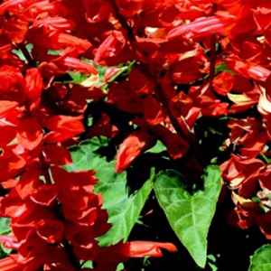 ������� ��������� (Salvia splendens) Flare, 10 ��. �����