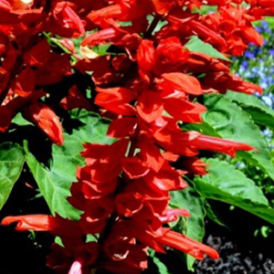 ������� ��������� (Salvia splendens) Flare, 10 ��. �����