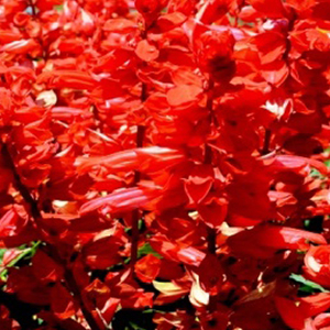������� ��������� (Salvia splendens) Flare, 10 ��. �����