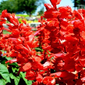 ������� ��������� (Salvia splendens) Flare, 10 ��. �����