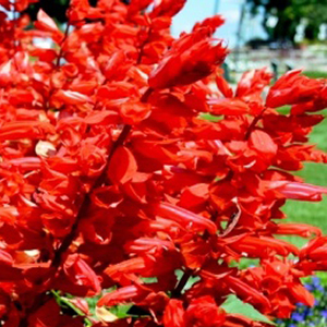 ������� ��������� (Salvia splendens) Flare, 10 ��. �����
