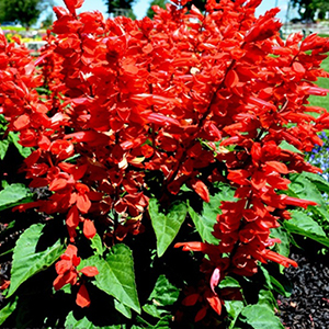 ������� ��������� (Salvia splendens) Flare, 10 ��. �����