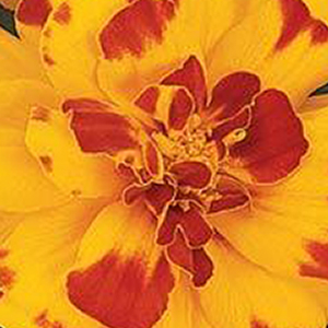 �������� ����������� (Tagetes patula F1) Durango Bolero, 10 ����. �����