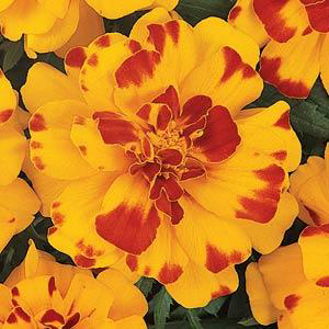 �������� ����������� (Tagetes patula F1) Durango Bolero, 10 ����. �����