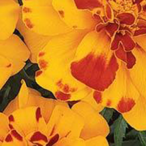 �������� ����������� (Tagetes patula F1) Durango Bolero, 10 ����. �����
