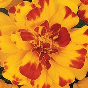 �������� ����������� (Tagetes patula F1) Durango Bolero, 10 ����. �����