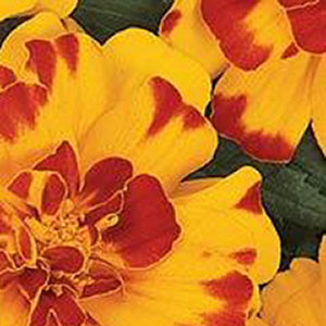 �������� ����������� (Tagetes patula F1) Durango Bolero, 10 ����. �����