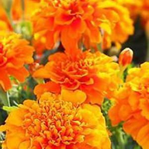 �������� ����������� (Tagetes patula nana) Petite Orange, 0,2 � �����
