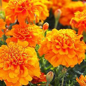 �������� ����������� (Tagetes patula nana) Petite Orange, 0,2 � �����