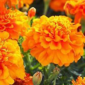 �������� ����������� (Tagetes patula nana) Petite Orange, 0,2 � �����