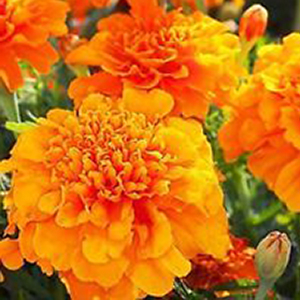 �������� ����������� (Tagetes patula nana) Petite Orange, 0,2 � �����
