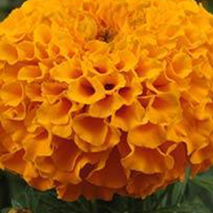 �������� ������������ (Tagetes erecta F1) Taishan Orange, 10 ����. �����