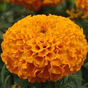 �������� ������������ (Tagetes erecta F1) Taishan Orange, 10 ����. �����
