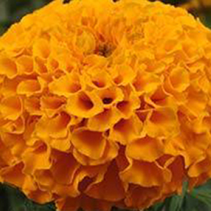 �������� ������������ (Tagetes erecta F1) Taishan Orange, 10 ����. �����