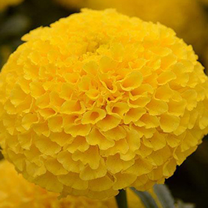 �������� ������������ (Tagetes erecta F1) Taishan Yellow, 10 ����. �����