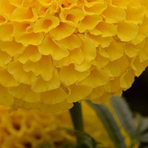 �������� ������������ (Tagetes erecta F1) Taishan Yellow, 10 ����. �����