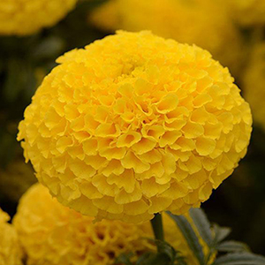 �������� ������������ (Tagetes erecta F1) Taishan Yellow, 10 ����. �����