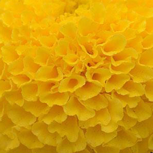 �������� ������������ (Tagetes erecta F1) Taishan Yellow, 10 ����. �����